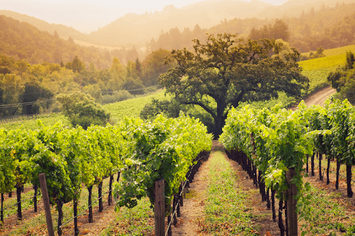 A vineyard during sunrise