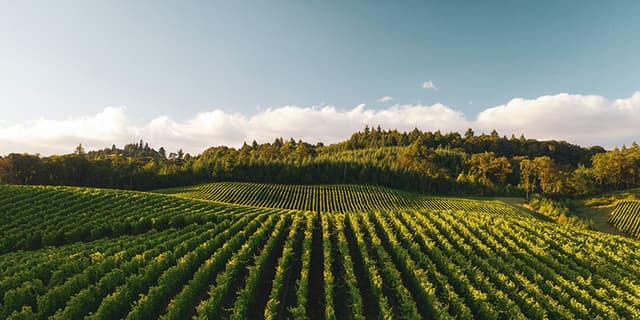 Vineyard6d947d0a-2a2a-4fd7-996f-feadf9f02cc8 How To Keep Wildlife Away from your Orchard & Vineyard